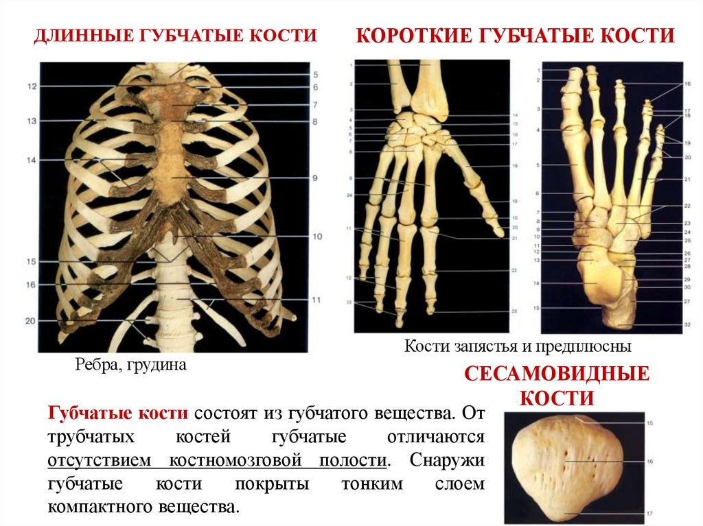 ДЛИННЫЕ ГУБЧАТЫЕ КОСТИ