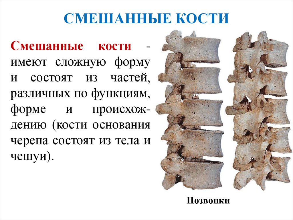 СМЕШАННЫЕ КОСТИ