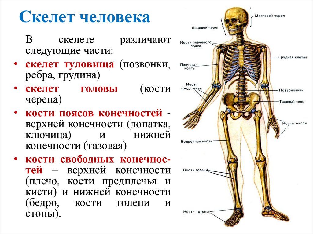 Скелет человека
