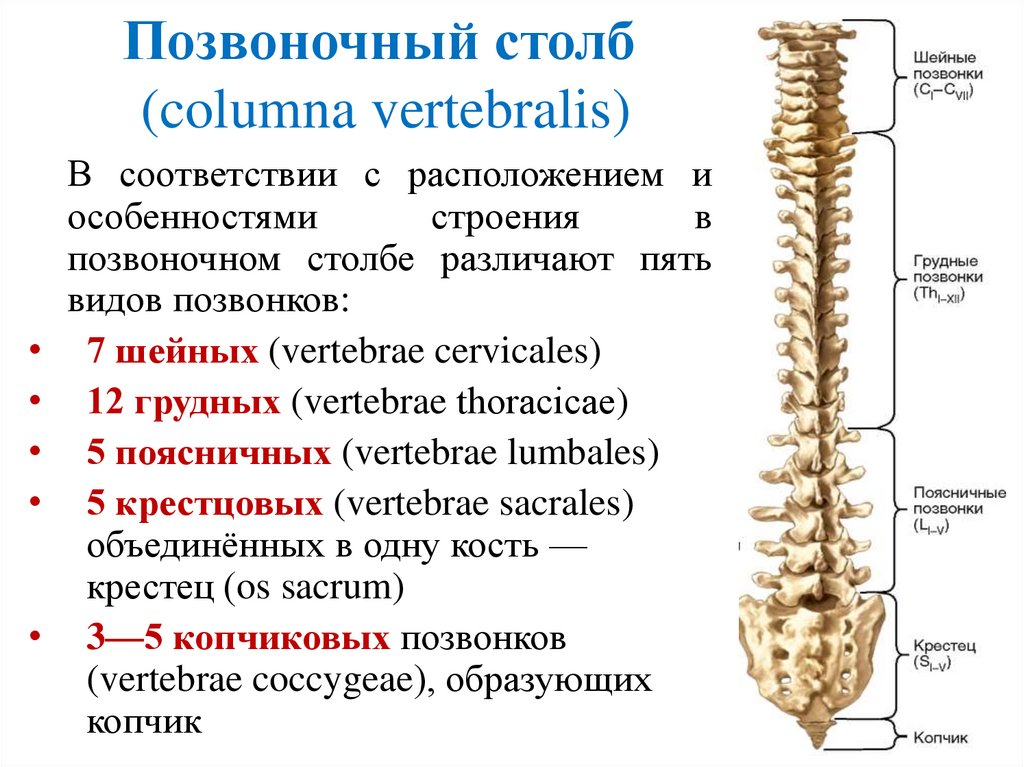Позвоночный столб  (columna vertebralis)