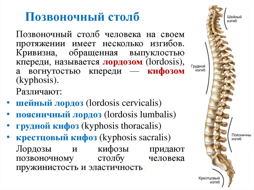 Позвоночный столб