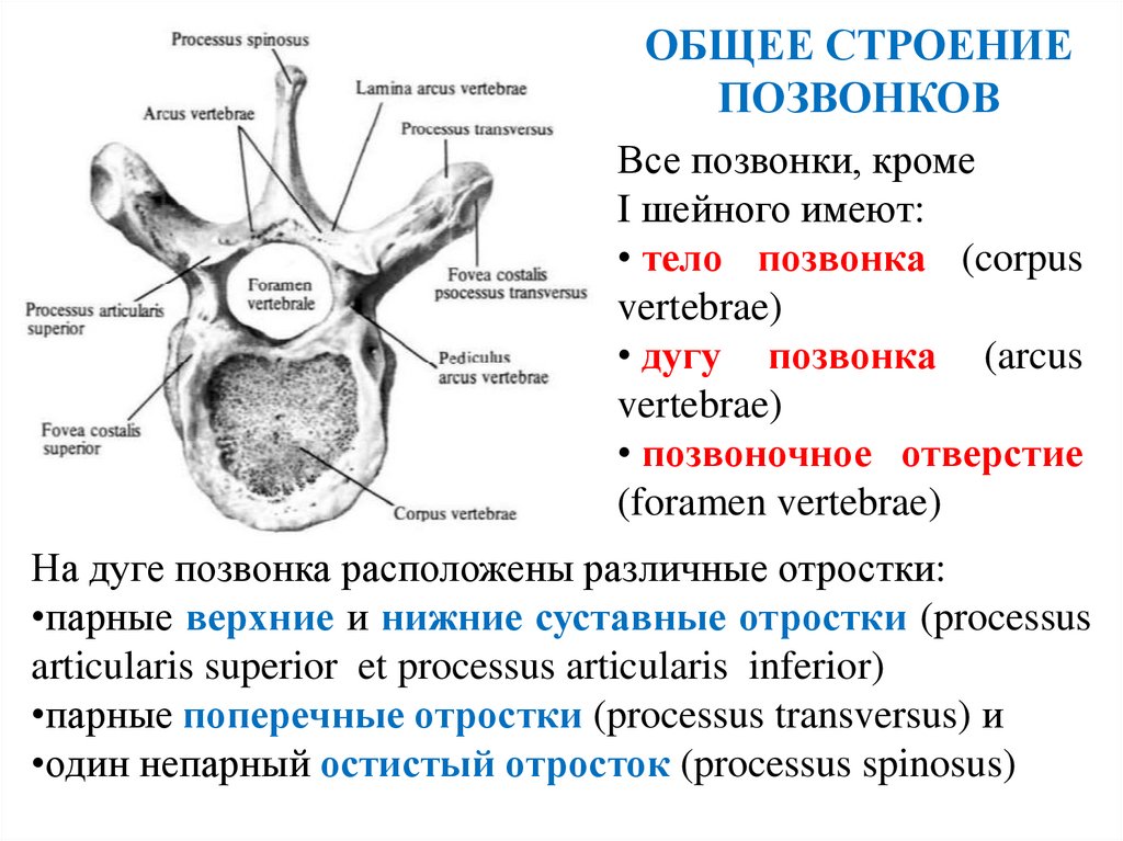 ОБЩЕЕ СТРОЕНИЕ ПОЗВОНКОВ