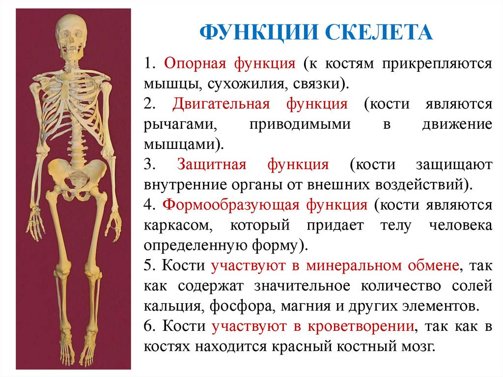 ФУНКЦИИ СКЕЛЕТА