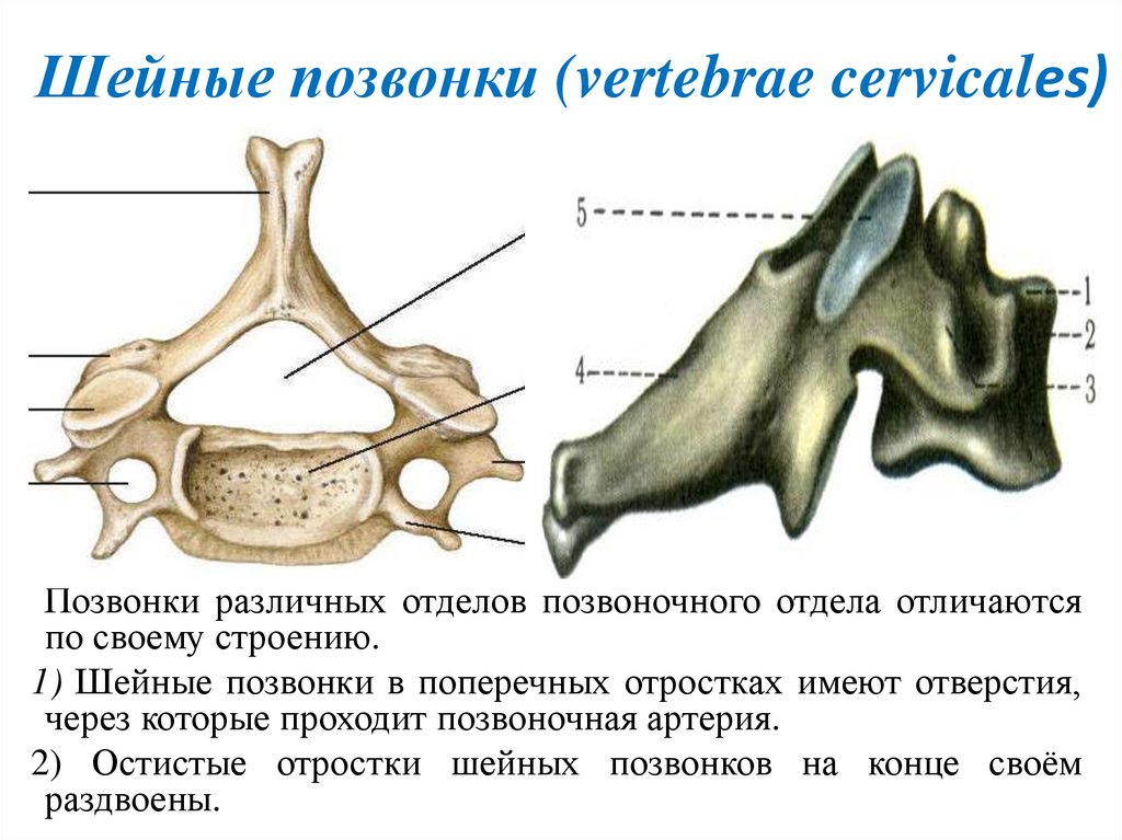 Шейные позвонки (vertebrae cervicales)