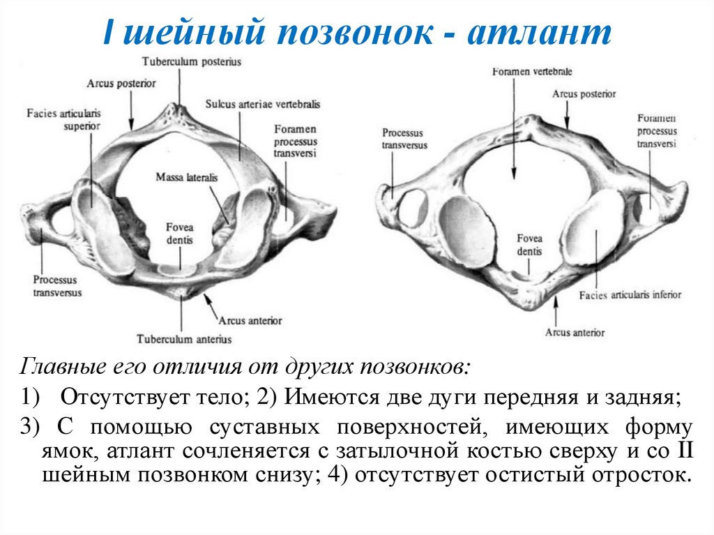 I шейный позвонок - атлант