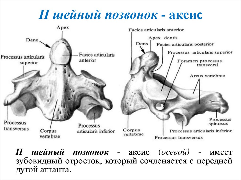 II шейный позвонок - аксис