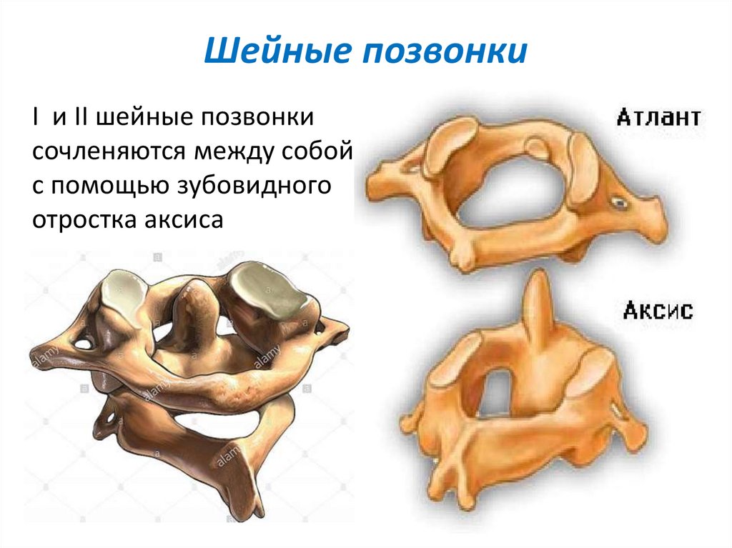 Шейные позвонки