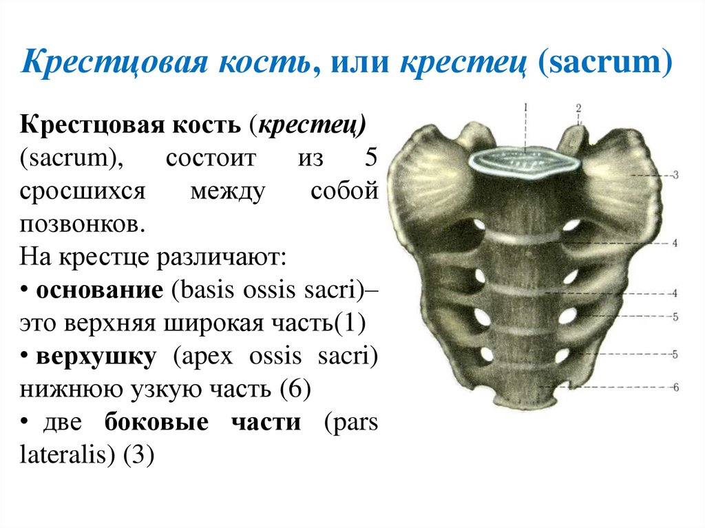 Крестцовая кость, или крестец (sacrum)