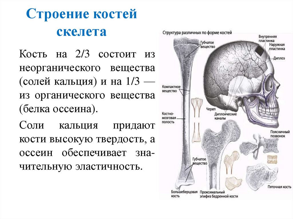 Строение костей скелета