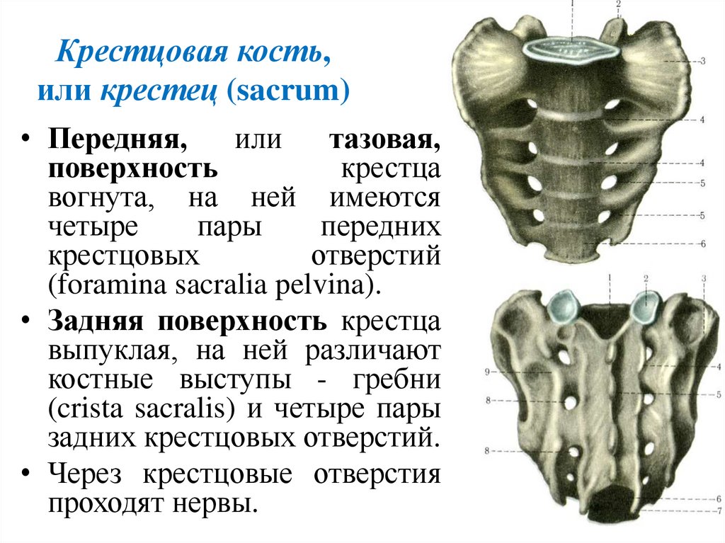 Крестцовая кость, или крестец (sacrum)