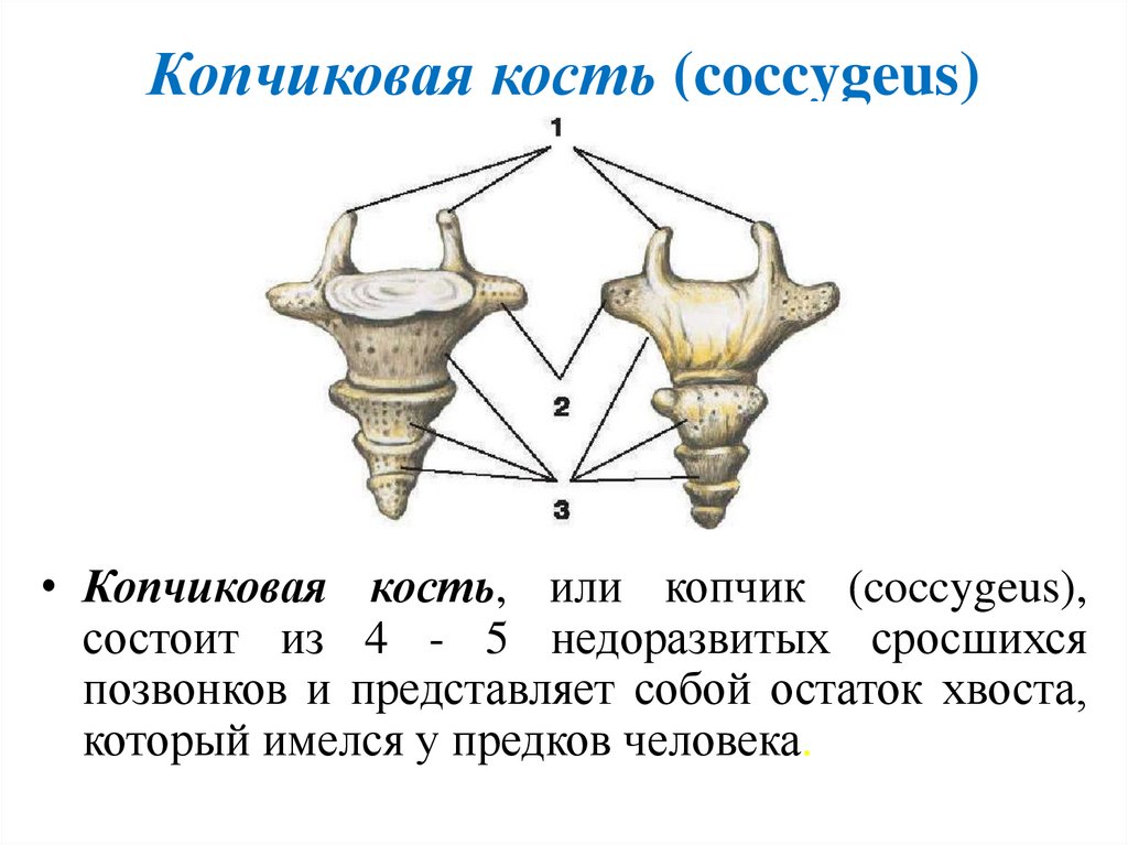 Копчиковая кость (coccygeus)