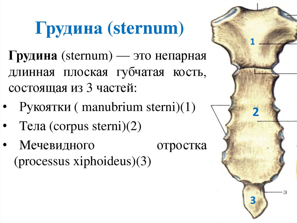 Грудина (sternum)