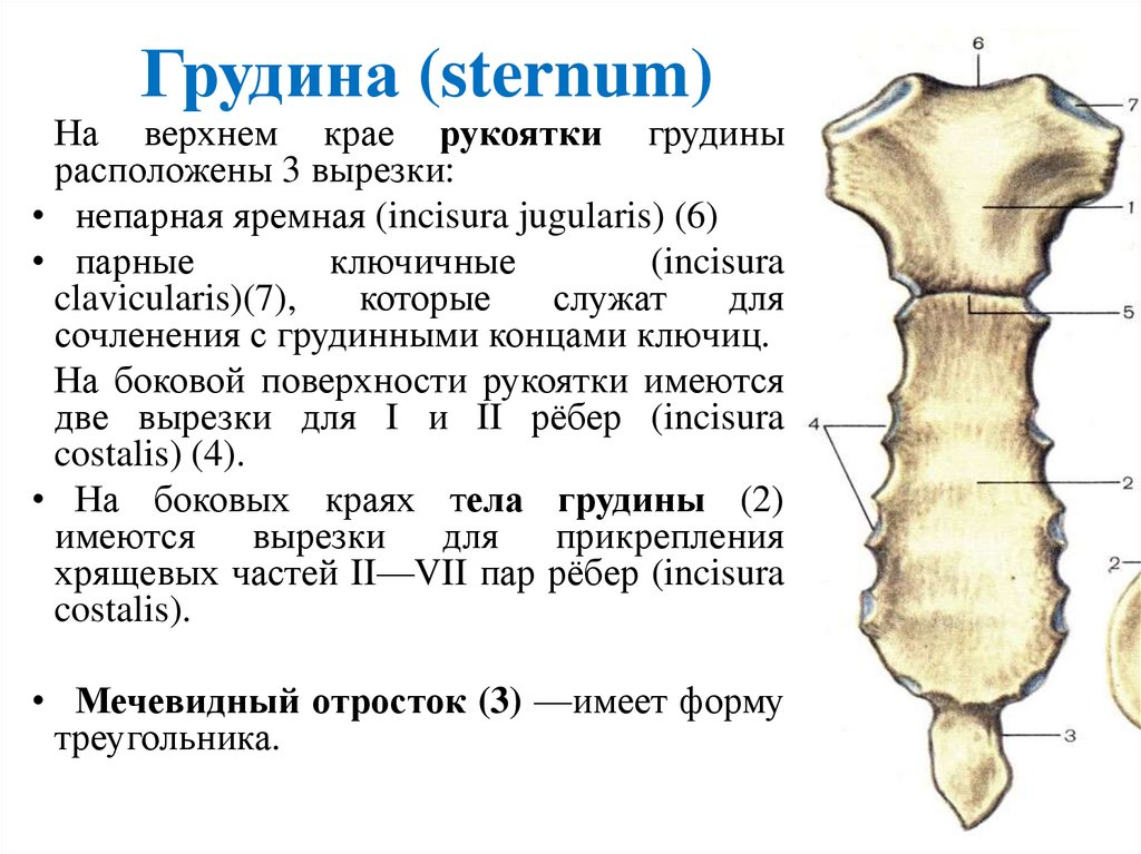 Грудина (sternum)