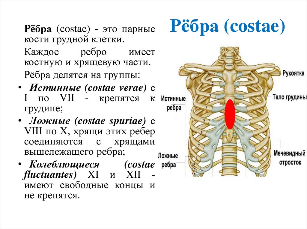 Рёбра (costae)