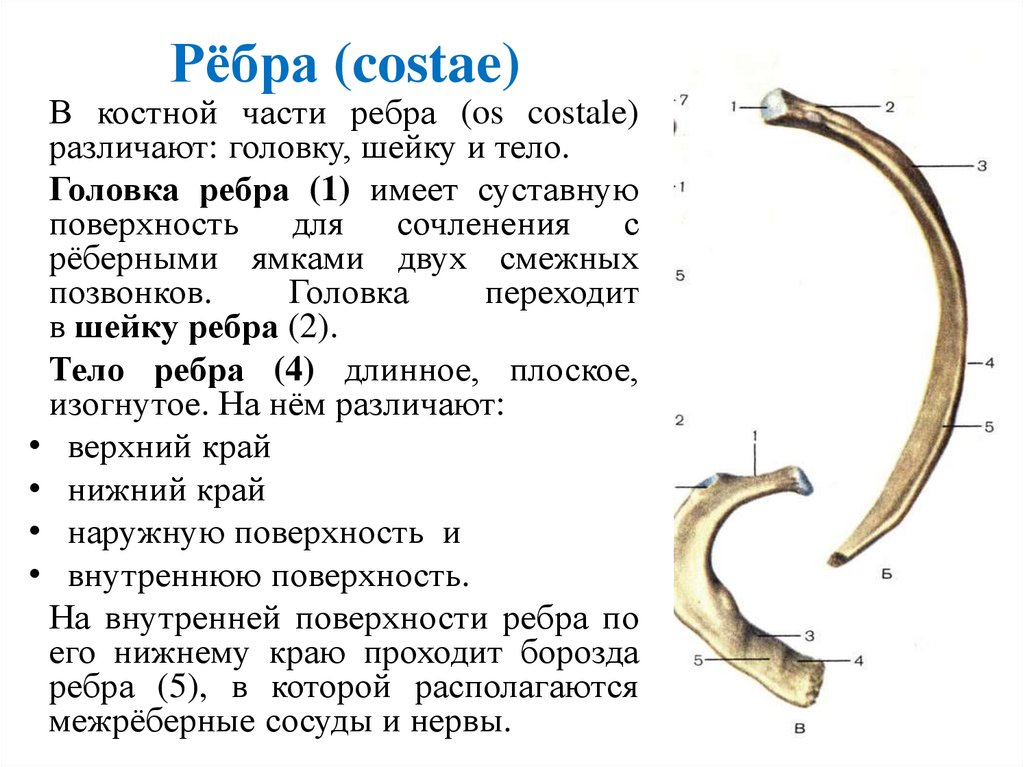 Рёбра (costae)
