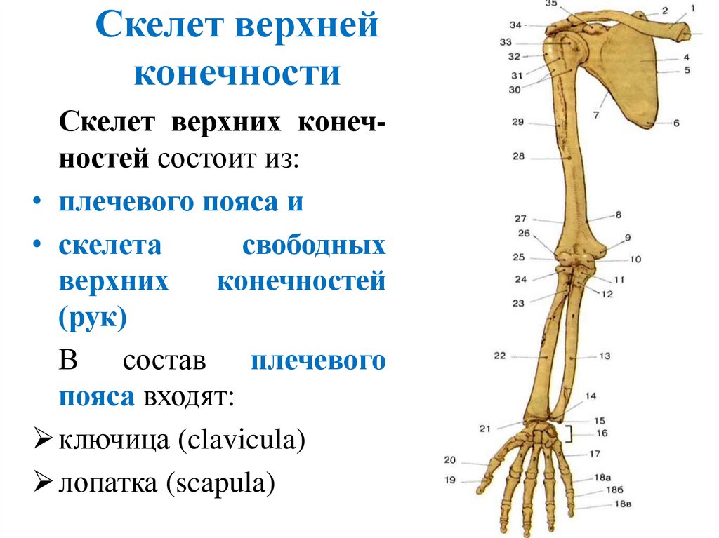 Скелет верхней конечности