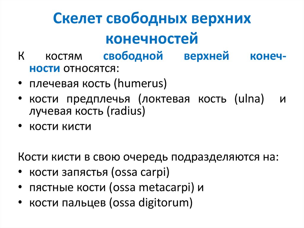 Скелет свободных верхних конечностей