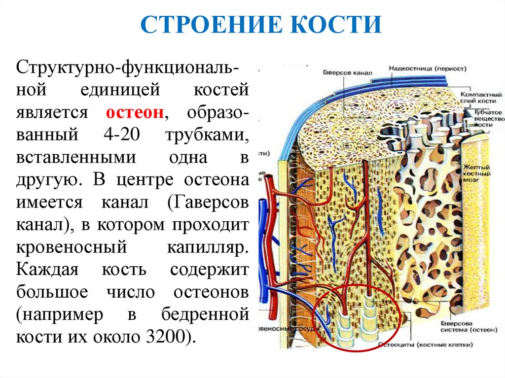 СТРОЕНИЕ КОСТИ