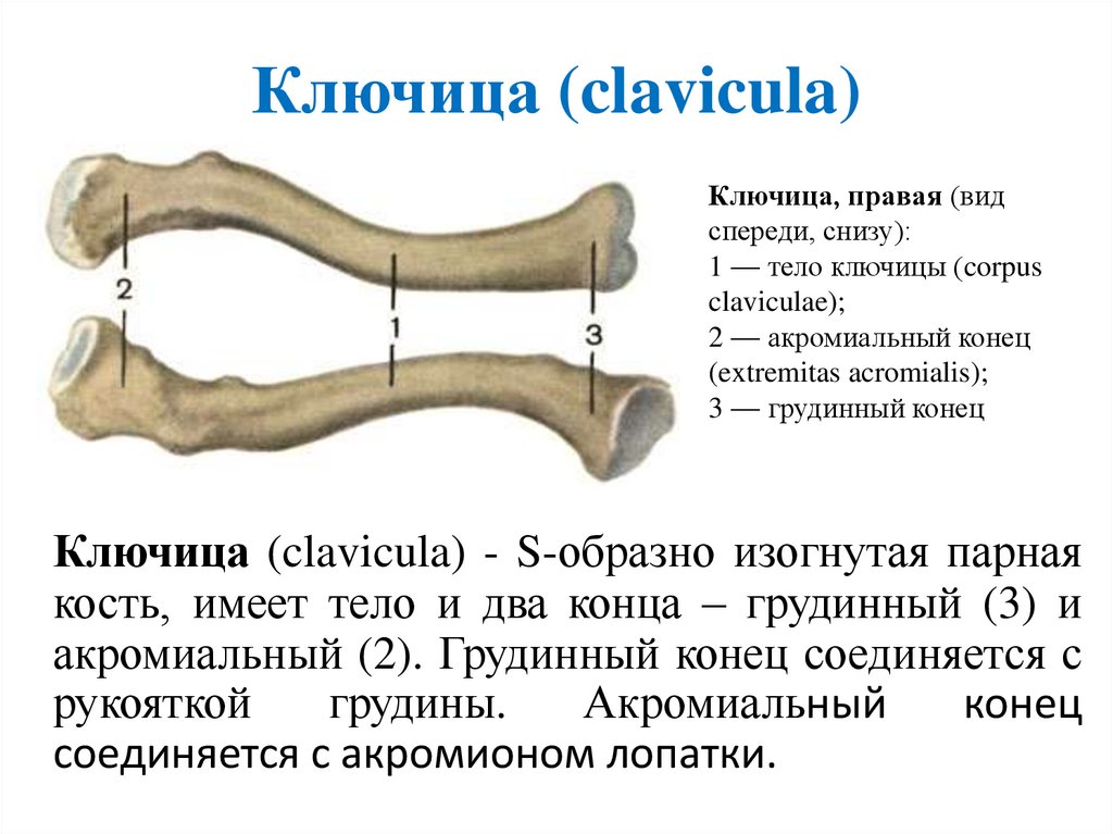 Ключица (clavicula)