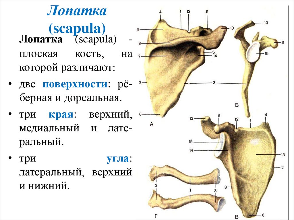 Лопатка (scapula)