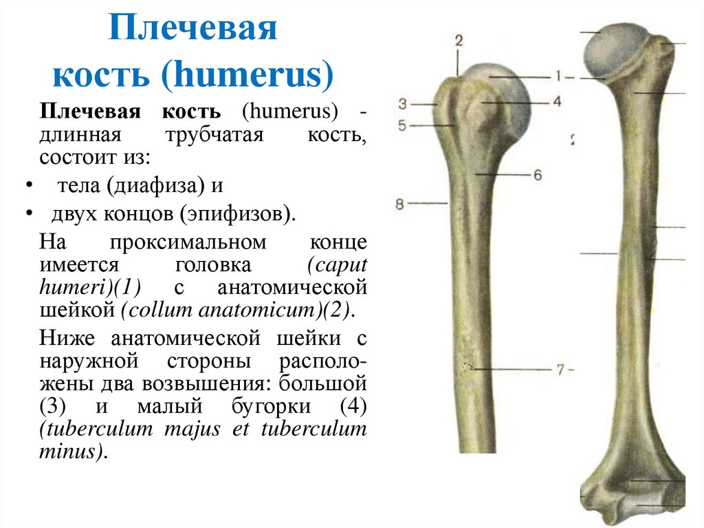 Плечевая кость (humerus)