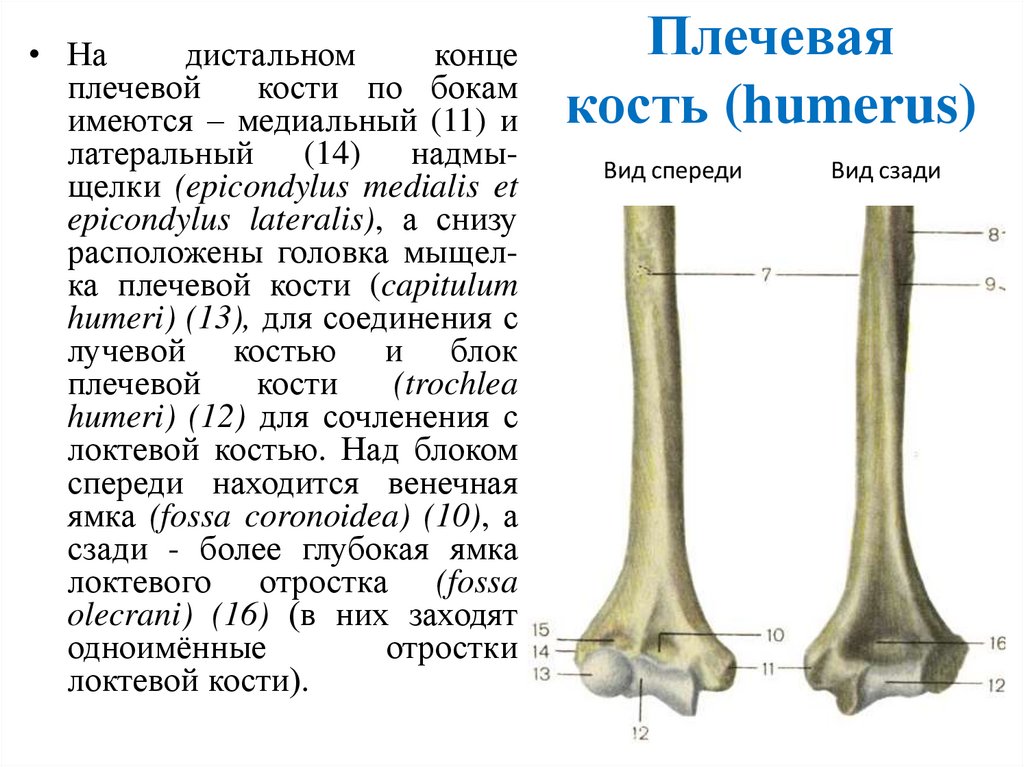 Плечевая кость (humerus)