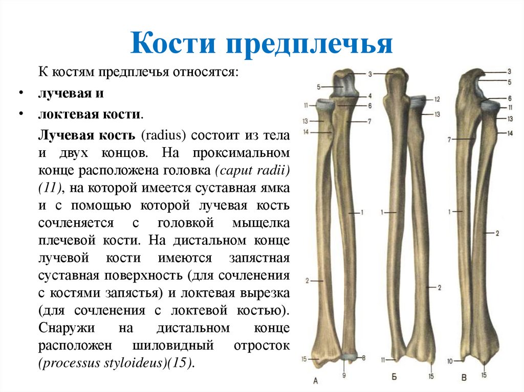 Кости предплечья