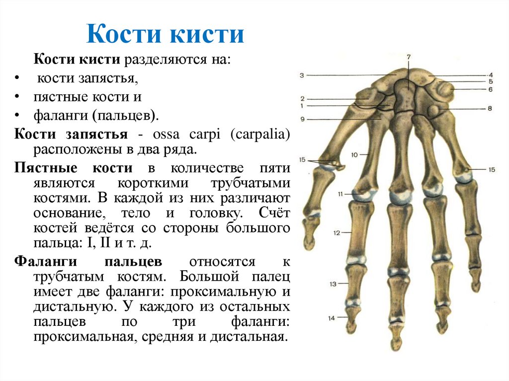 Кости кисти