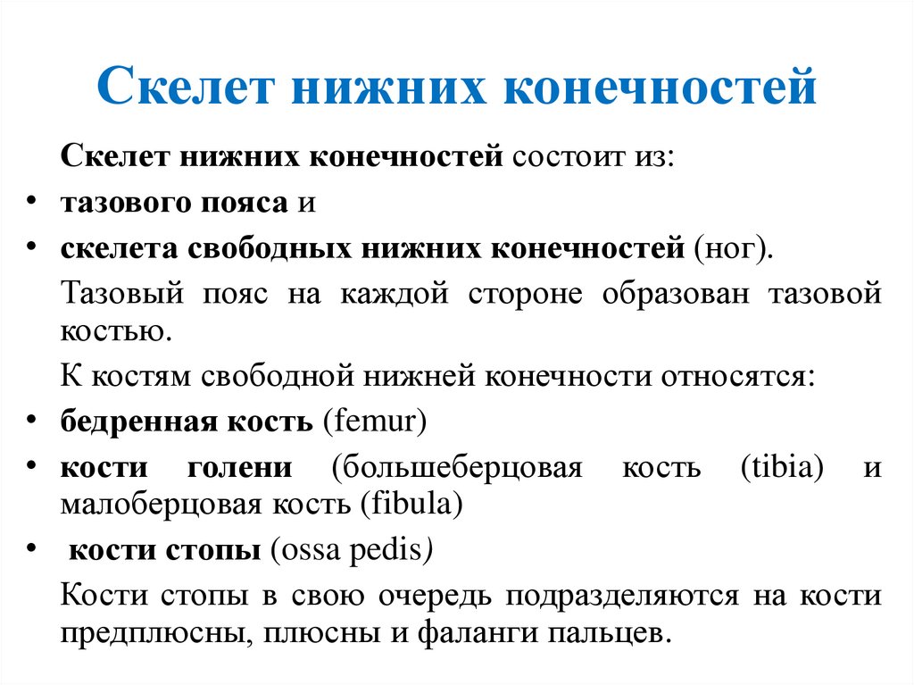 Скелет нижних конечностей