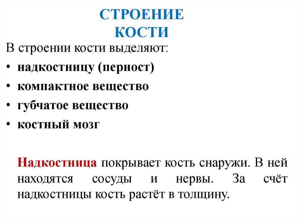 СТРОЕНИЕ КОСТИ