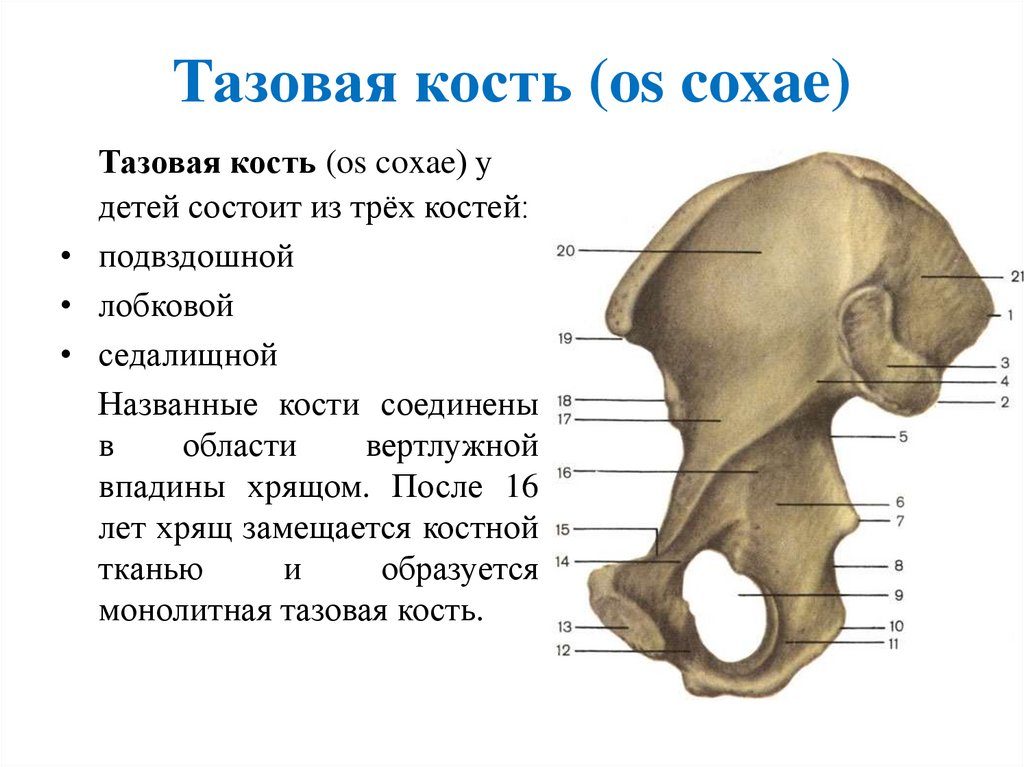 Тазовая кость (os coxae)