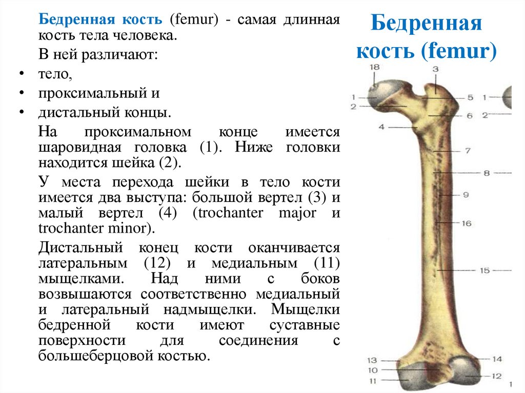 Бедренная кость (femur)