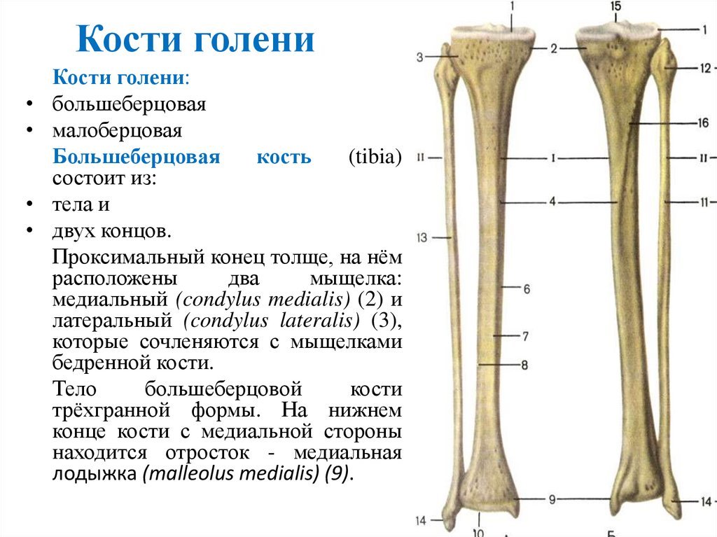 Кости голени