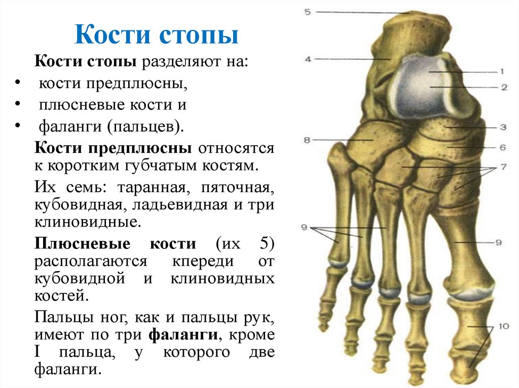 Кости стопы