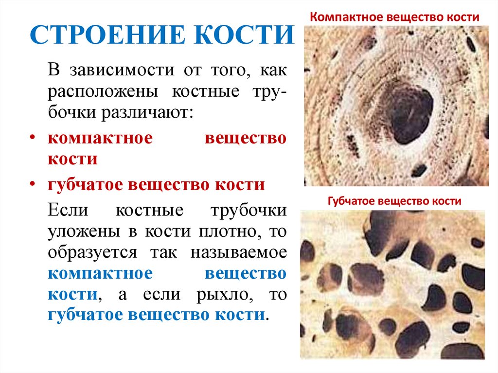 СТРОЕНИЕ КОСТИ