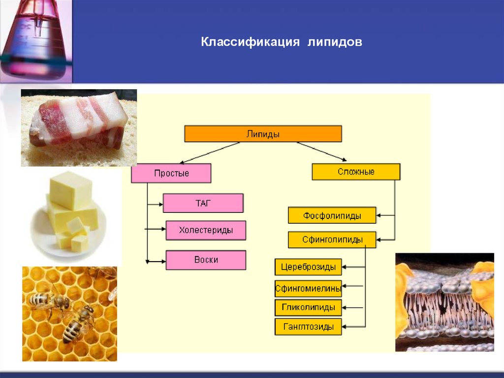 Классификация липидов