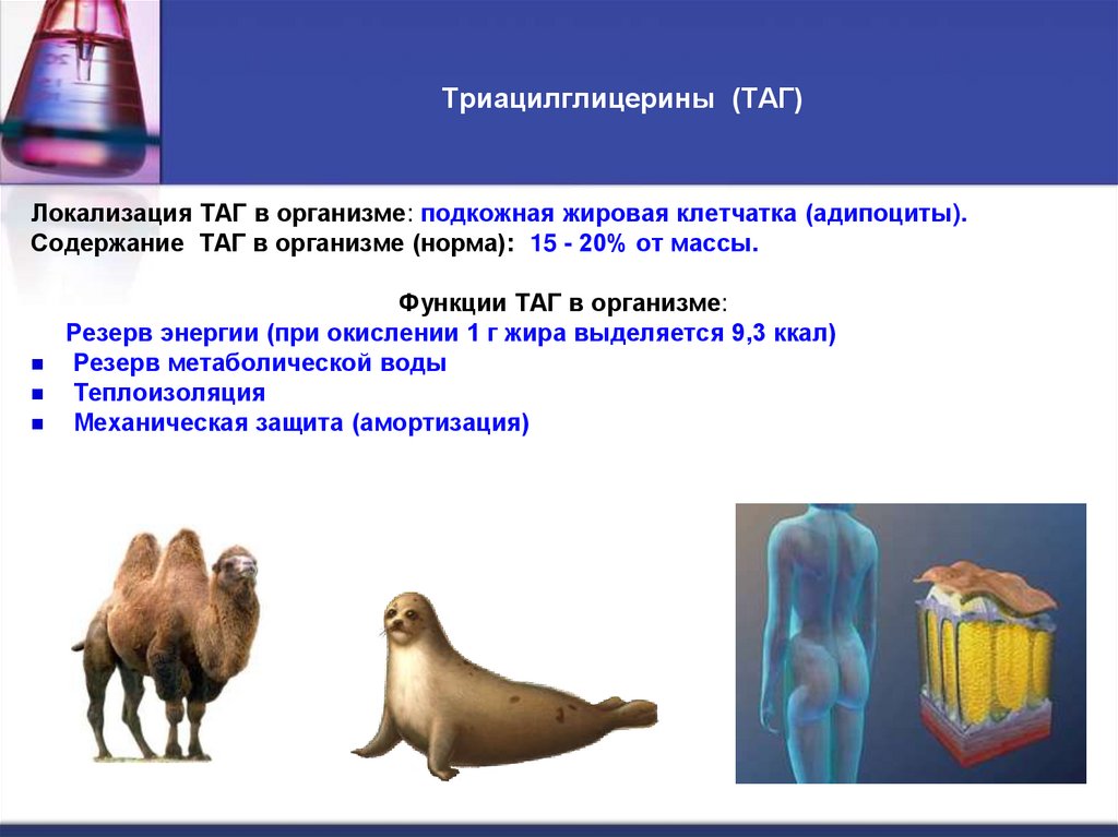 Триацилглицерины (ТАГ)