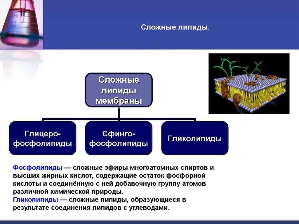 Сложные липиды.