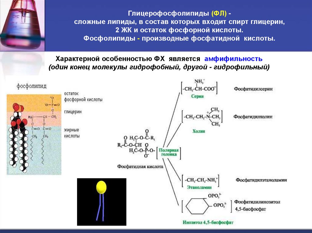 Глицерофосфолипиды (ФЛ) - сложные липиды, в состав которых входит спирт глицерин, 2 ЖК и остаток фосфорной кислоты. Фосфолипиды