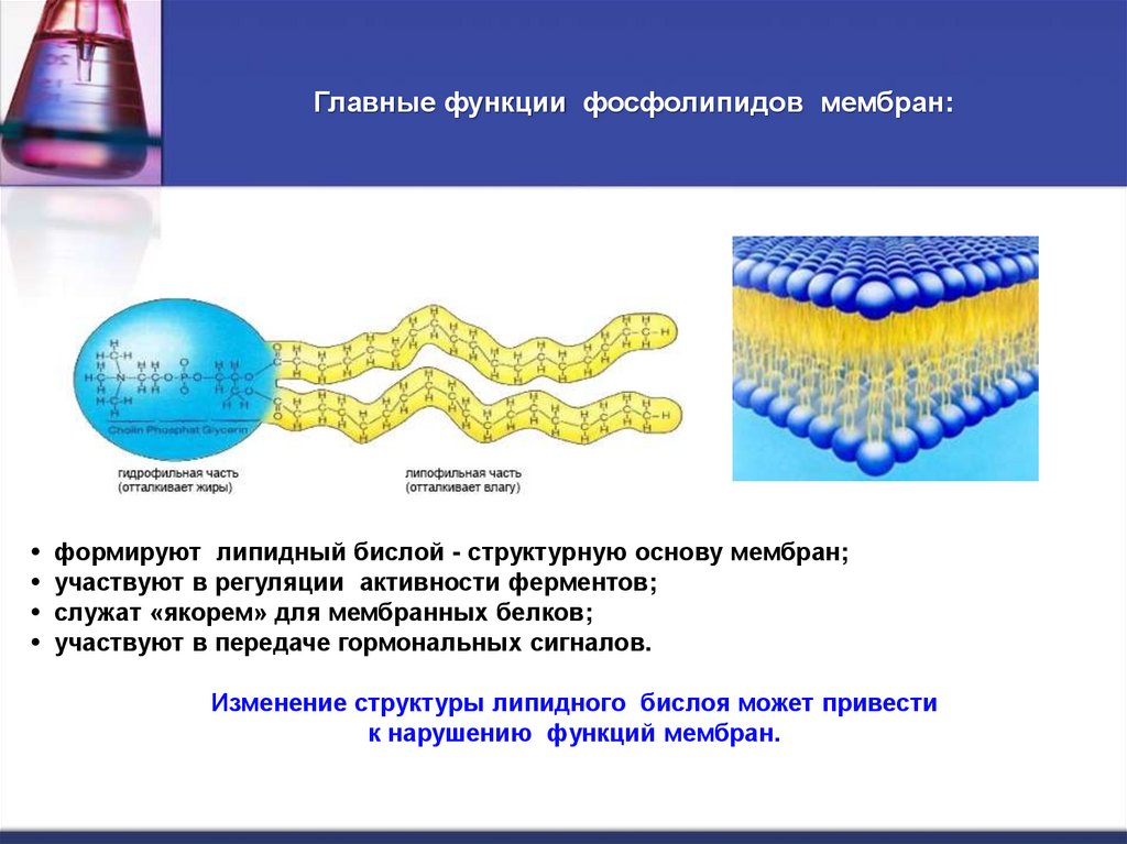 Главные функции фосфолипидов мембран: