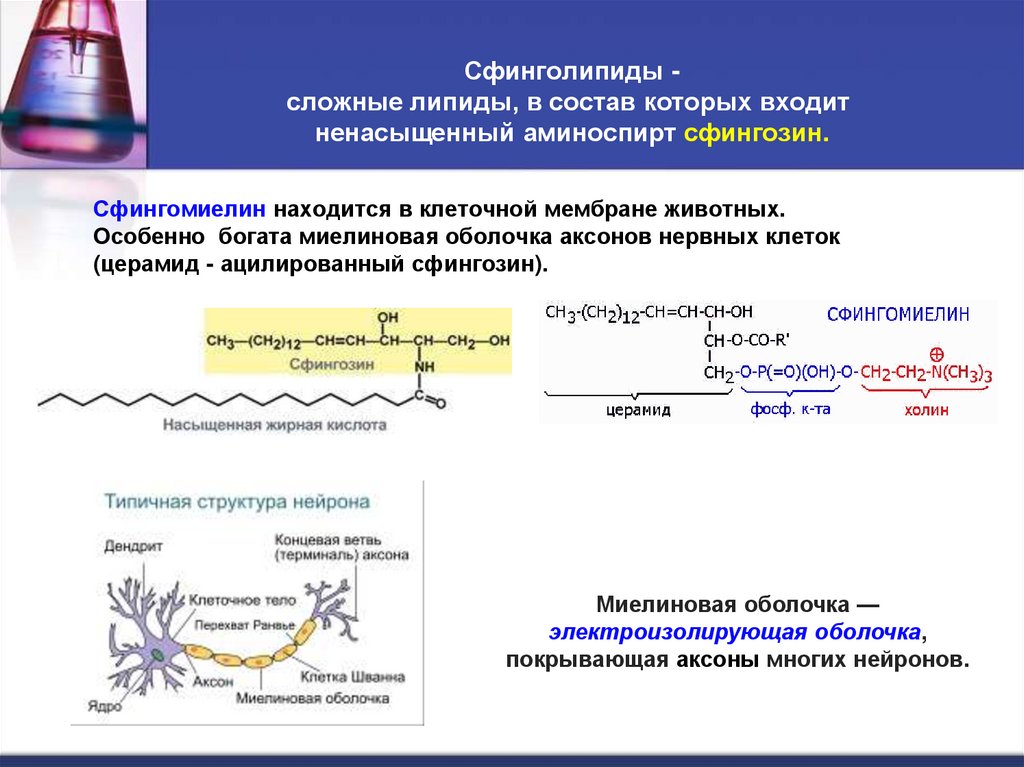 Сфинголипиды - сложные липиды, в состав которых входит  ненасыщенный аминоспирт сфингозин.