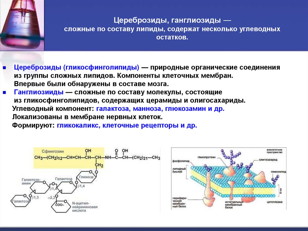 Цереброзиды, ганглиозиды — сложные по составу липиды, содержат несколько углеводных остатков.