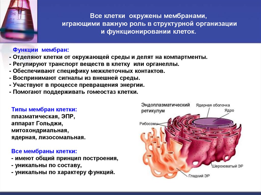 Все клетки окружены мембранами, играющими важную роль в структурной организации и функционировании клеток.