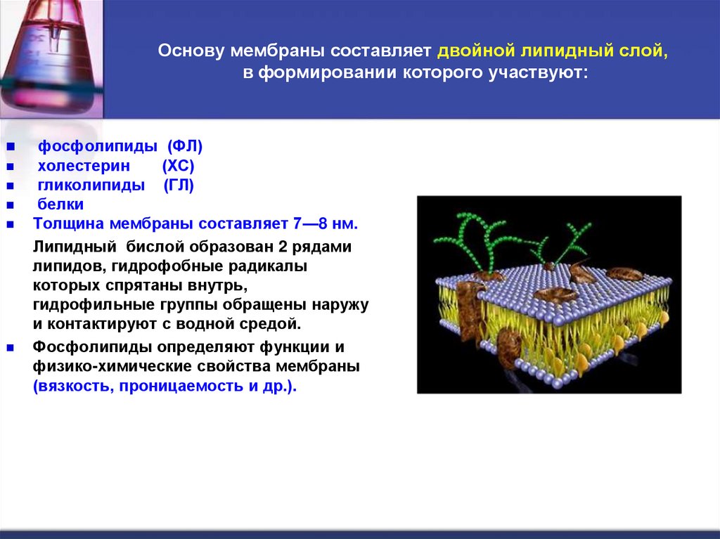 Основу мембраны составляет двойной липидный слой,  в формировании которого участвуют: