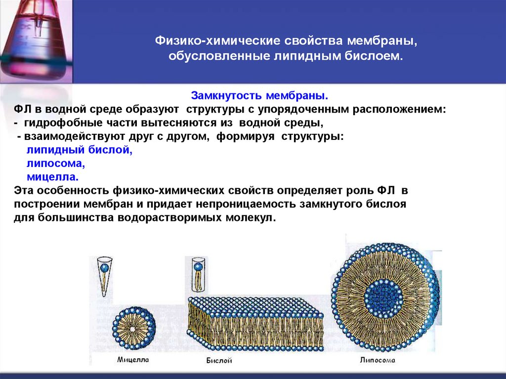 Физико-химические свойства мембраны, обусловленные липидным бислоем.