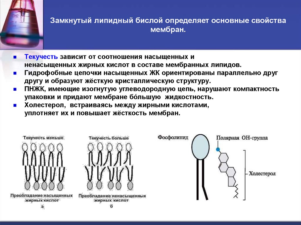Замкнутый липидный бислой определяет основные свойства мембран.