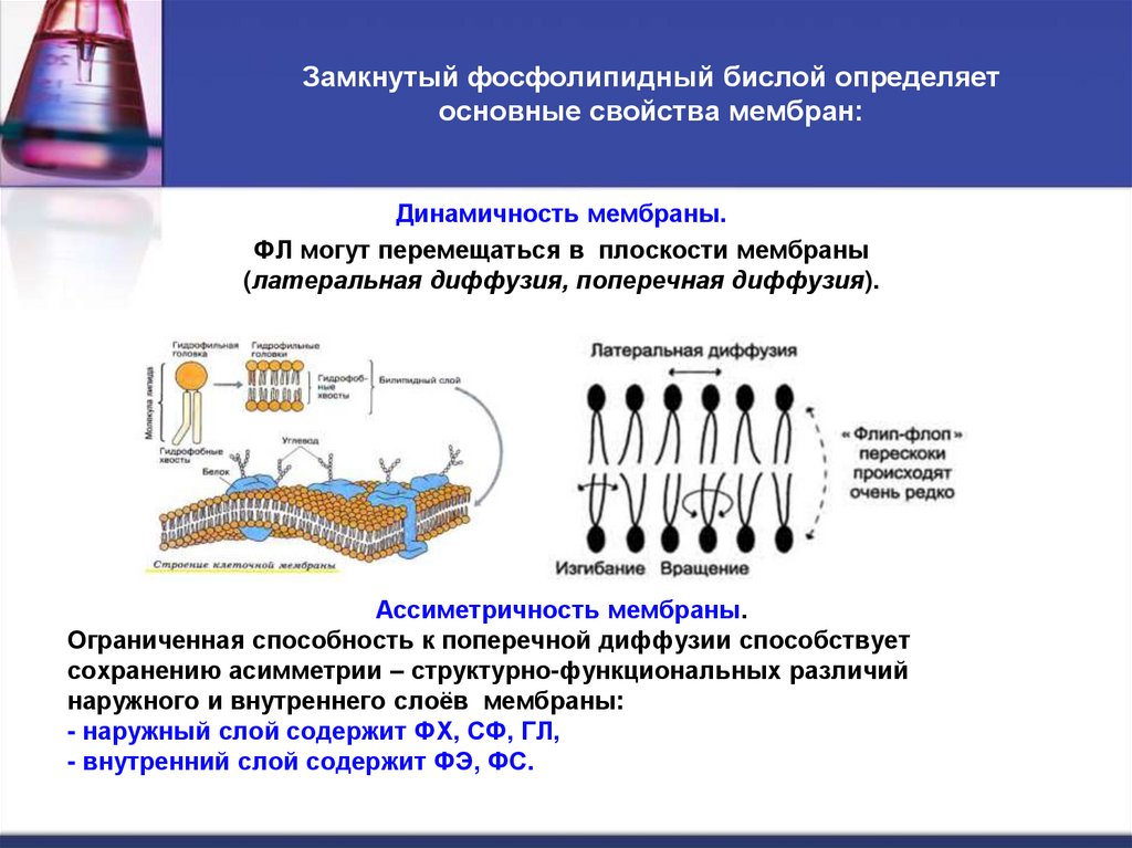 Замкнутый фосфолипидный бислой определяет основные свойства мембран:
