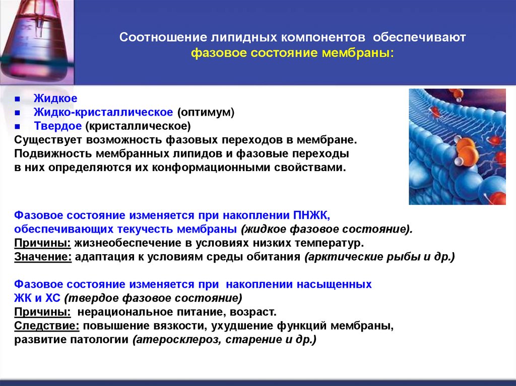 Соотношение липидных компонентов обеспечивают фазовое состояние мембраны: