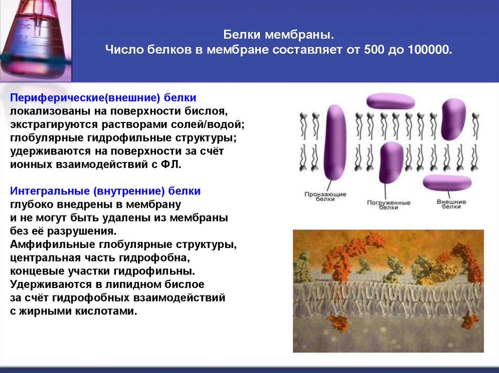 Белки мембраны. Число белков в мембране составляет от 500 до 100000.
