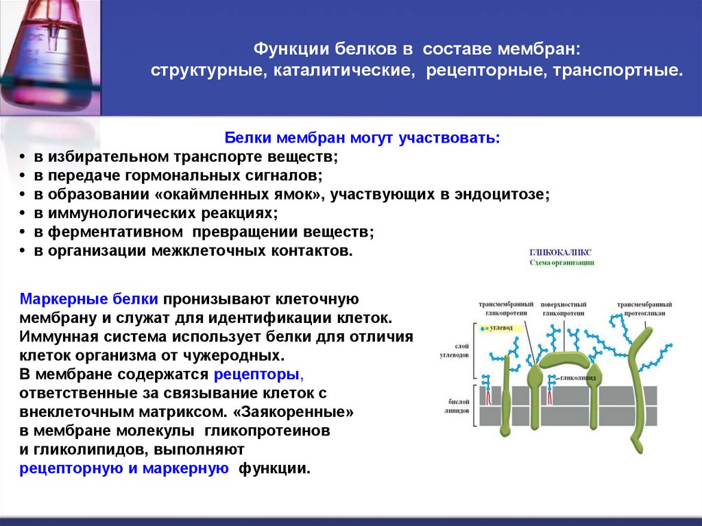 Функции белков в составе мембран: структурные, каталитические, рецепторные, транспортные.